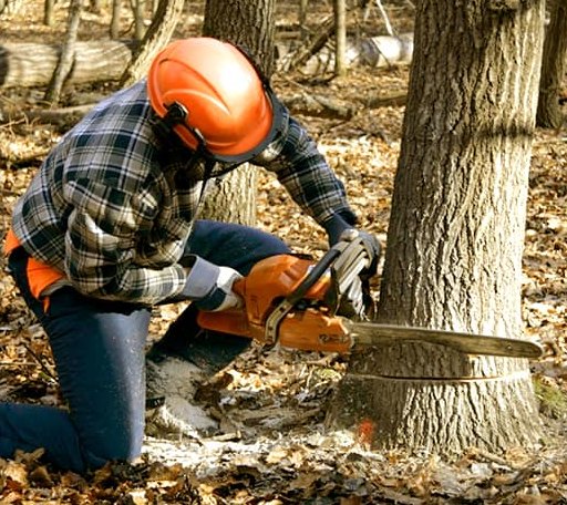 Tree Removal in West Kingston, RI